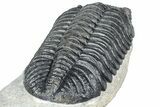 Huge Phacopid (Drotops) Trilobite - Issoumour, Morocco #363235-4